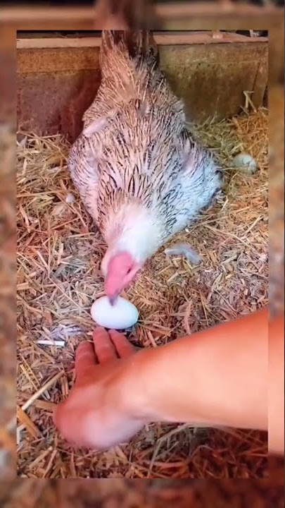 cara mencuri telur dari bawah ayam