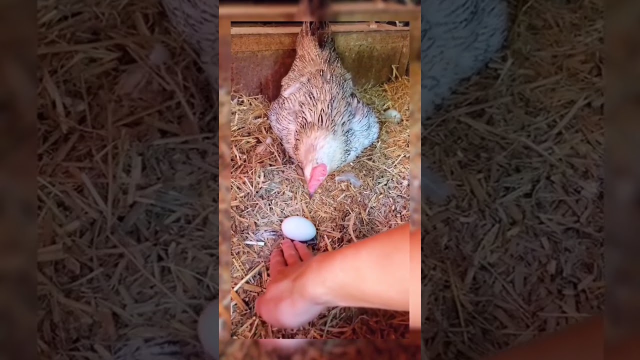 how to steal eggs from under a chicken