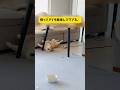 柴犬をゆるく育てた結果こうなりました… #柴犬 #shorts