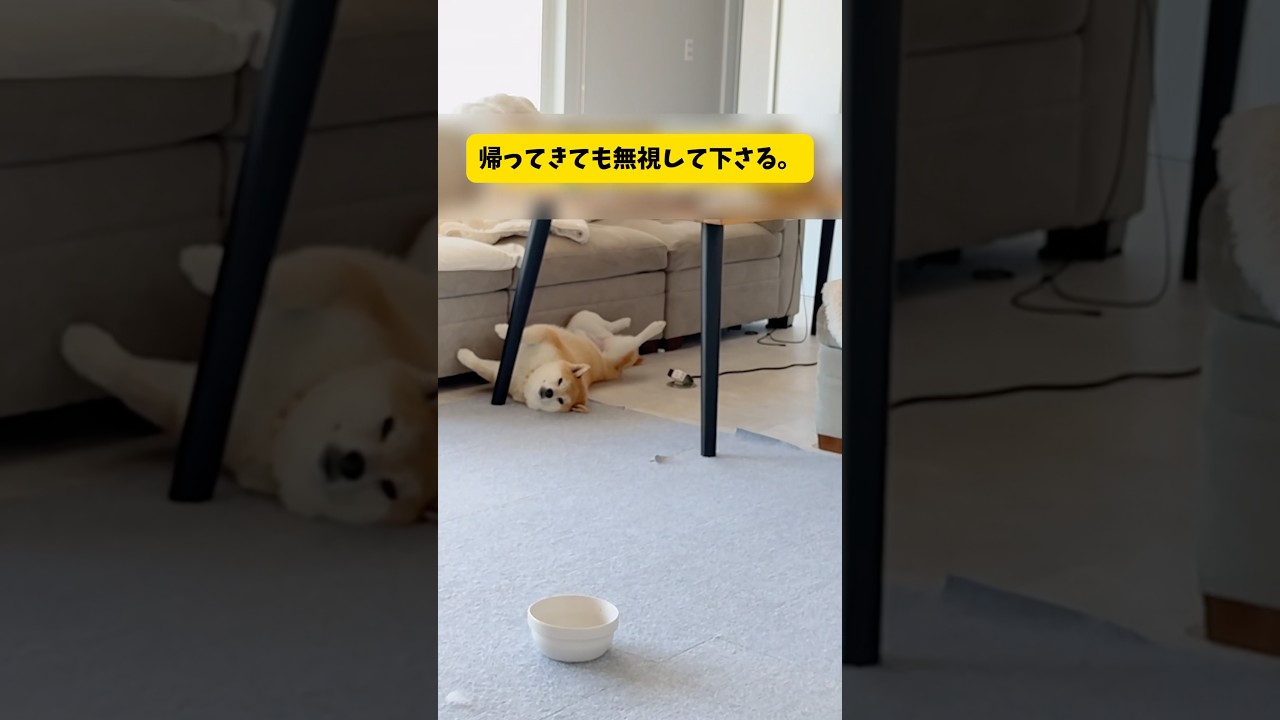 柴犬をゆるく育てた結果こうなりました… #柴犬 #shorts