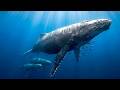 Deep Ocean Relaxation in 4K 🐋 Humpback Whales & Calm Blue Ocean Ambience for Sleep