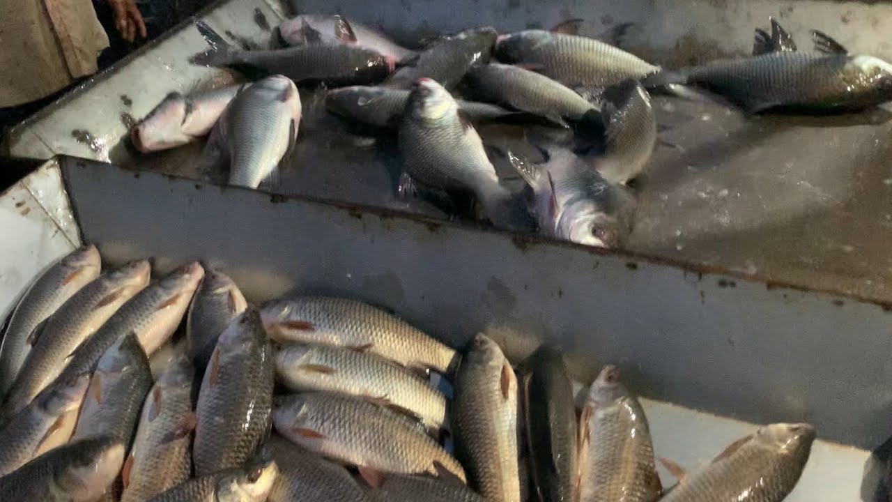 wow big big size Katla & Rouifish selling live skills by expert fish seller in Fishmarket 