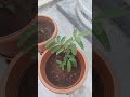 Terrace Garden gauva plant #harishvlogs #fruit #terracegardentour #gardenideas #plants
