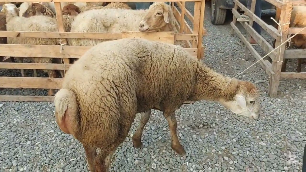 Xaçmaz Qoyun Bazarı.10.08.25