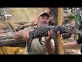 REPTILE ROOM TOUR at The Reptile Zoo!