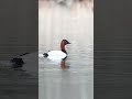 Canvasback duck identification #shorts Mp3 Song