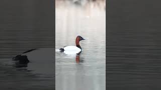 Canvasback duck identification #shorts