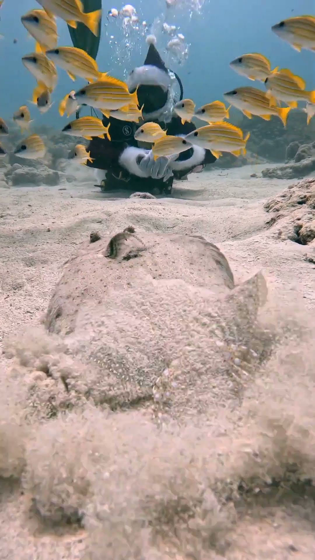 Santa And The Flounder || ViralHog