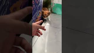Hành trình nuôi đẻ ngày 1