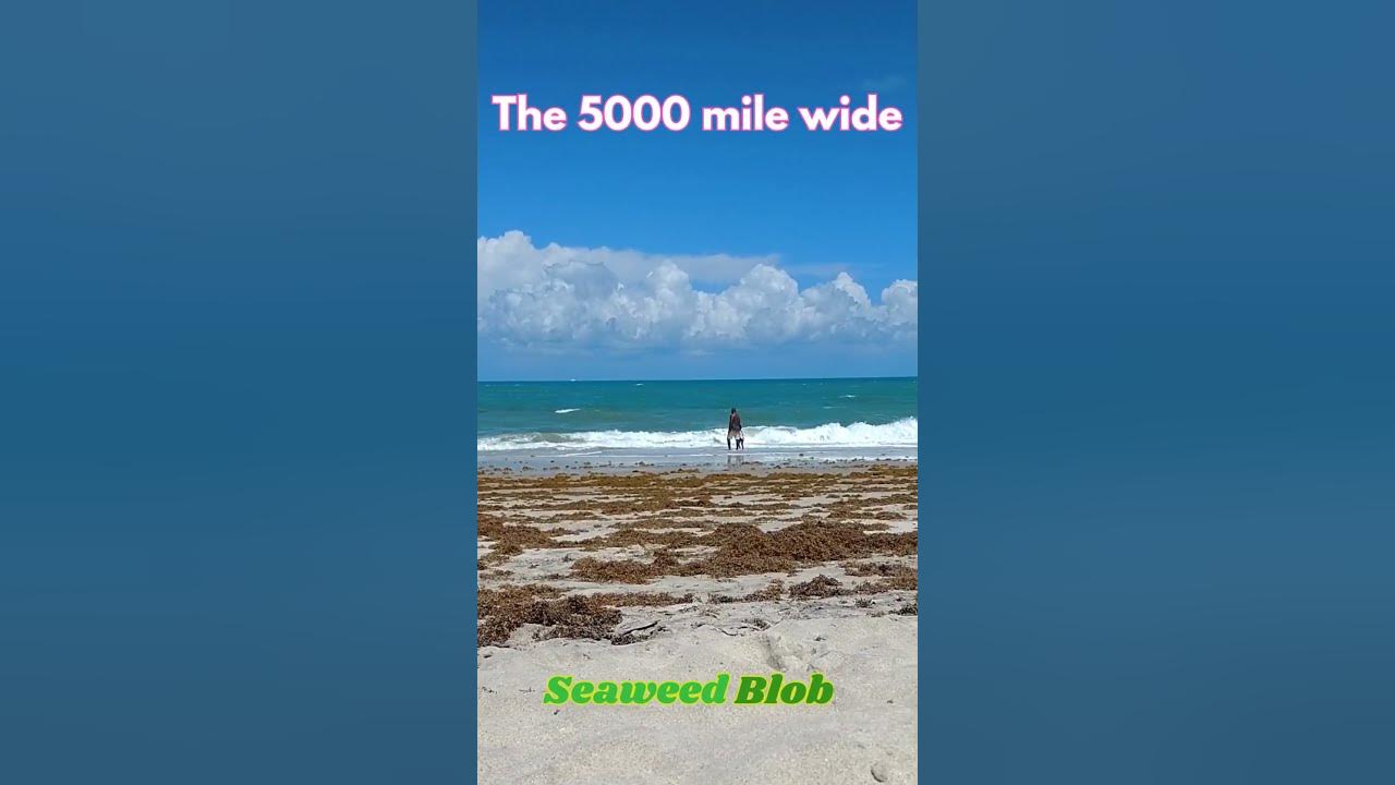 Vero Beach Florida, Seaweed Sargassum YouTube