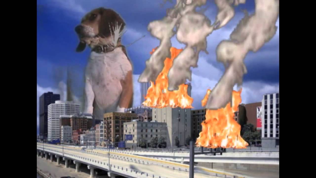 Giant Beagle Destroys Pittsburgh Bugsy Cline YouTube