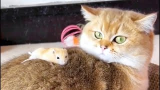 Cat and mouse 🐁🐈play together 🥰🥰❤️💕💕😻😻