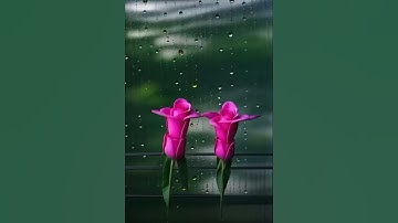 NATURE DANCE- ROSES DANCE- LET