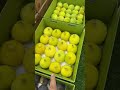 افضل أنواع ثمار تين في عالم 