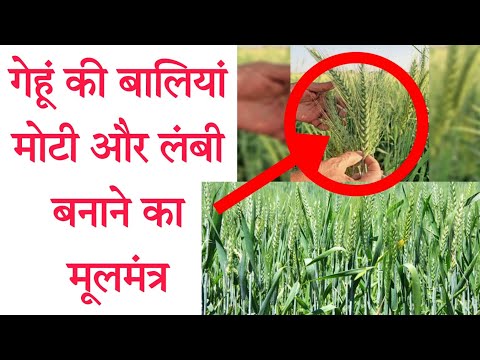 गेहूं की आखरी सिंचाई कब करे और क्यों करे। गेहूं की बालियां निकलते समय कौनसा खाद डाले.gehu ki kheti.