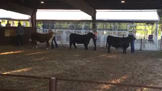 2020 Geary County 4-H Beef Showmanship & Market Beef Show