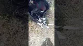I caught a lot of big fish.#handfish #fishingtechniques #fishingvideo #fishfinder#portablefishfinder