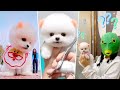 Funny and Cute Dog Pomeranian 😍🐶| Funny Puppy Videos #324