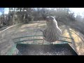 A Visit to the Bird Feeder