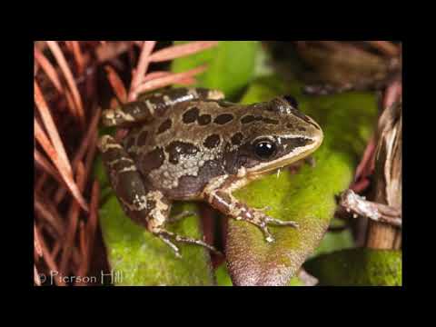 Video: Florida Frogs Het Vanaf Kuba Gedryf