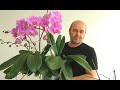 Орхидея уход. Как размножить. How to propagate #orchids