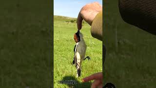 「ず」から始まる動物の名前。しりとりやワードゲームのヒントに！