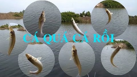 Quay lại đầm cá bóng đục khủng sau một thời gián khá dài vắng bóng || Thiên Nhiên Muôn Loài