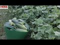 The BIG Secrets to a Bumper Squash and Cucumber Harvest