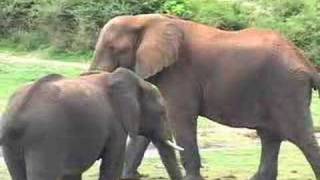 Safari Zambia & Botswana