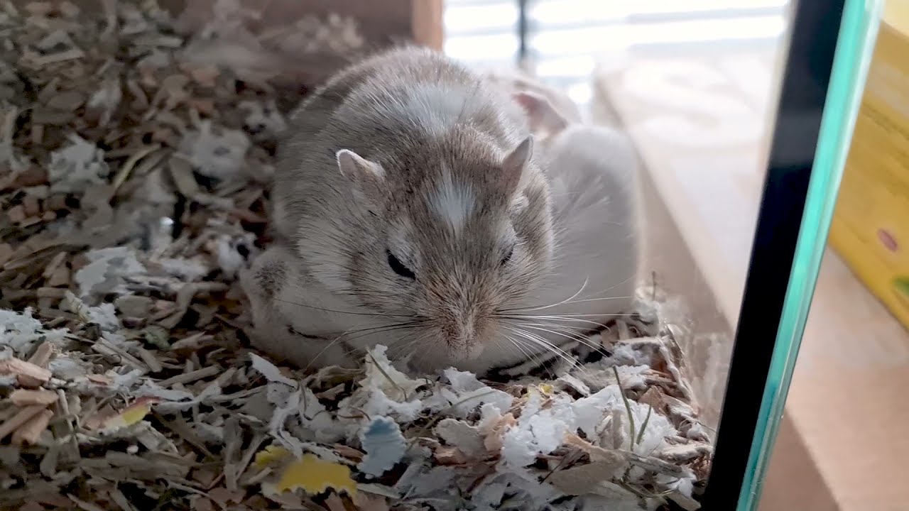 Симпатичные песчанки спят