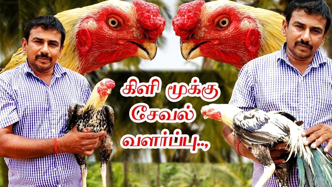 கிளி மூக்கு வால் சேவல் வளர்ப்பு  பற்றிய தகவல்கள் / KILI MOOKU SEVAL VALARPU ...