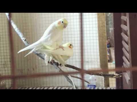 COCKATIEL MATING | BREEDING PROCESS ( Part 1 ) BIRDs NEPAL