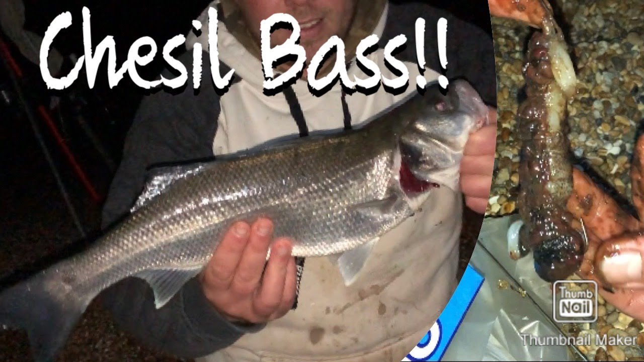 CHESIL BEACH BASS!! Sea Fishing West Bexington on Dorset Coastline at