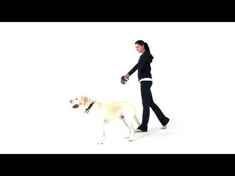 Flexi Giant L Retractable Dog Leash (Tape), Large, Black/Neon | PuppySimply