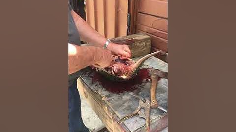 Snapping turtle cleaning video. GRAPHIC CONTENT!!!