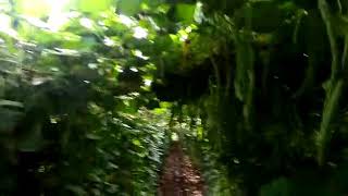 Noble Agro biotech pvt Ltd Bangalore pole beans super green