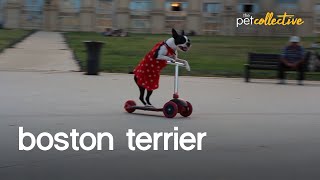 Boisterous Boston Terriers