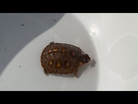 How to raise and feed baby Eastern Box Turtles from Totokameya