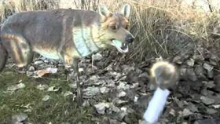 Decoy And Calling Tips From Tom Austin