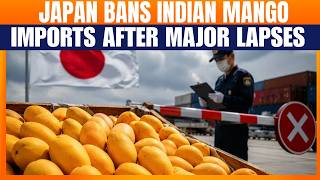 Japan Suspends Indian Mango Imports After Pest-Control Lapses | Alphonso, Kesar Exports Hit Wealth
