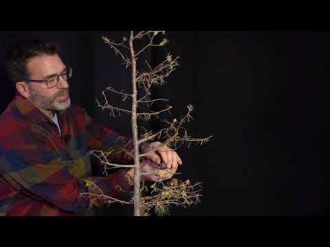 Vídeo: Como faço para identificar uma árvore tamarack?
