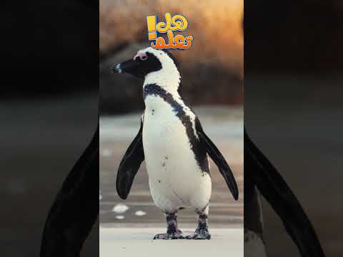 هدية غريبة في الحب ذكر البطريق يقدم حجرا للأنثى