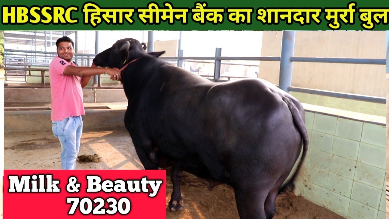 HBSSRC Hisar का शानदार मुर्रा बुल 70230 contact no. And address