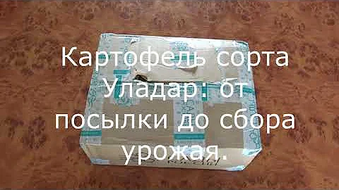 Картофель сорта Уладар: от посылки до сбора урожая.