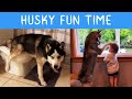 Funny Husky | Best TikTok Compilation 2021