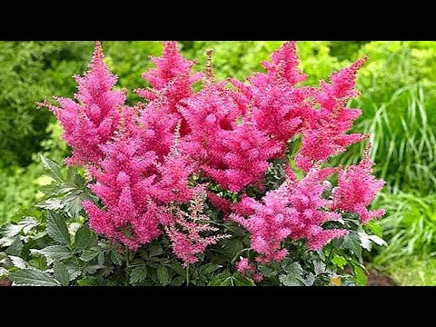 Video: Posađeno I Zaboravljeno: Uzgoj Astilbe