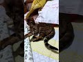 Nala the bengal cat  helping but not helping 