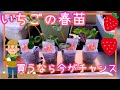 イチゴ/春苗を買うなら2月後半～3月中旬までがオススメ！/家庭菜園/プランター栽培/2024年