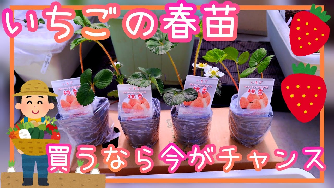 Strawberry / If you're buying spring seedlings, we recommend