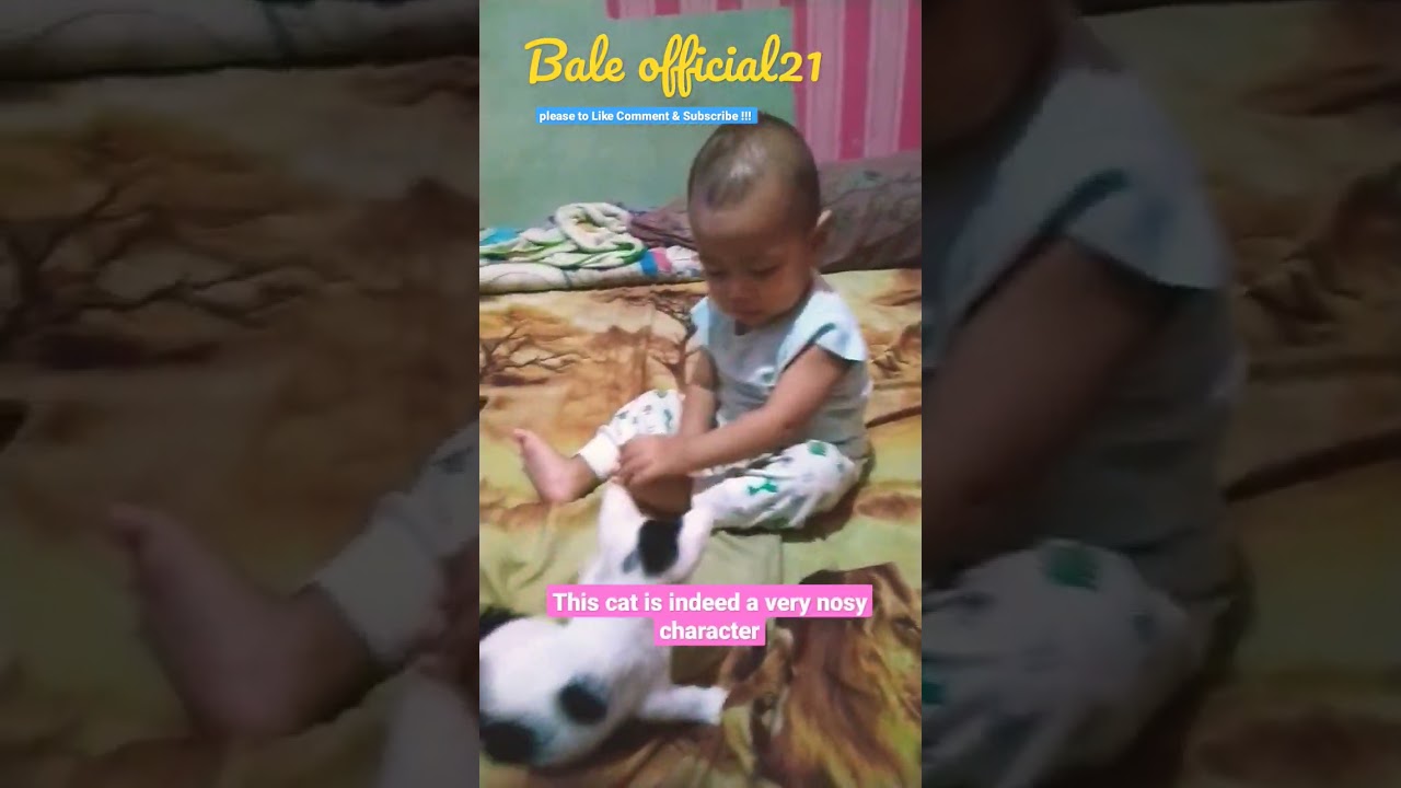 a nosy kitten to a small child !!! 